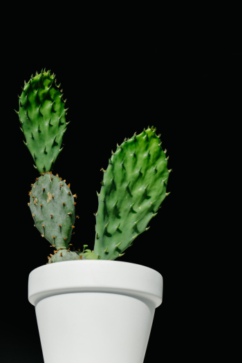 Green Cactus Plant Green Cactus Plant
