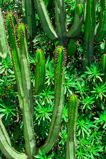 Green Cactus Plant Green Cactus Plant