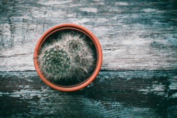 Green Cactus Plant Potted in Brown Pot Green Cactus Plant Potted in Brown Pot