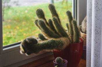 Green Cactus Potted Plant Green Cactus Potted Plant
