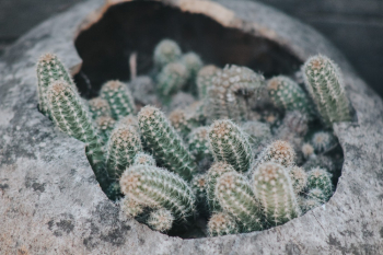 Green Candelabra Cacti Green Candelabra Cacti