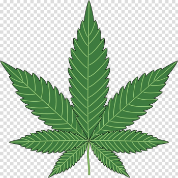 Green cannabis leaf t, Cannabis sativa Cannabis ruderalis Butterfly weed Marijuana, Cannabis transparent background PNG clipart