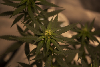 Green Cannabis Plant Green Cannabis Plant