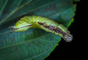 Green Caterpillar on Green Leaf