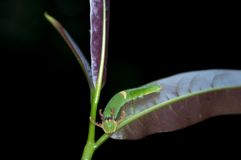 Green Caterpillar on Purple Leaf