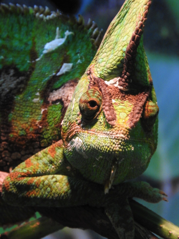Green Chameleon Green Chameleon