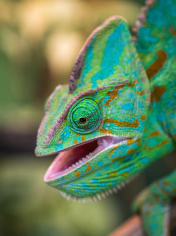 Green Chameleon Green Chameleon