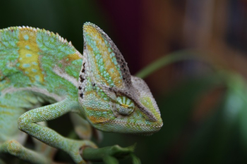 Green Chameleon Green Chameleon