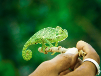 Green Chameleon Green Chameleon