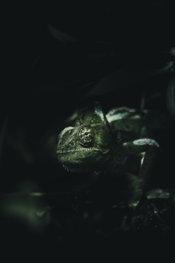 Green Chameleon Green Chameleon