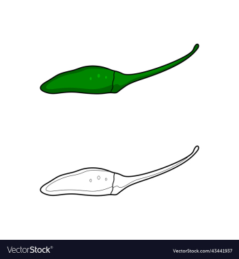 green chili pepper coloring page green chili pepper coloring page
