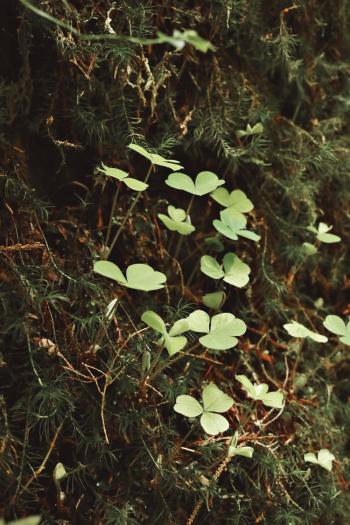 Green Clover Green Clover