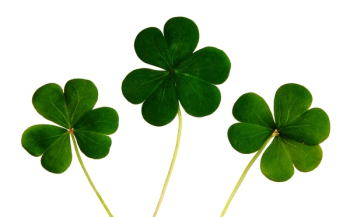 Green Club Flower Green Club Flower