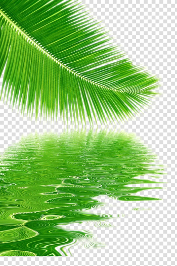 Green coconut palm tree leaf and water , Tree Coconut Leaf, Reflection coconut leaves material transparent background PNG clipart