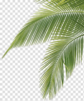 Green coconut palm tree leaves illustration, Arecaceae Leaf Palm branch Frond, watercolor cactus transparent background PNG clipart