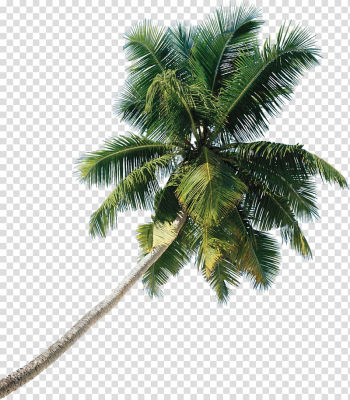 Green coconut tree, Asian palmyra palm Tree Coconut, tree transparent background PNG clipart