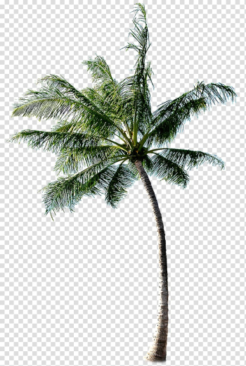 Green coconut tree, Cachaxe7a Coconut Tree, tree transparent background PNG clipart Green coconut tree, Cachaxe7a Coconut Tree, tree transparent background PNG clipart