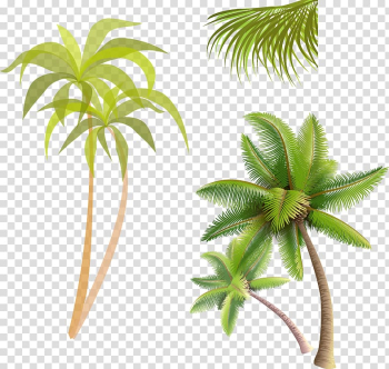 Green coconut tree collage, Coconut water Coconut jam Arecaceae, coconut tree transparent background PNG clipart