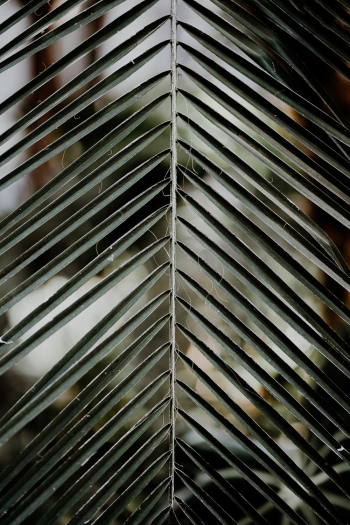 Green Coconut Tree Leaves Green Coconut Tree Leaves