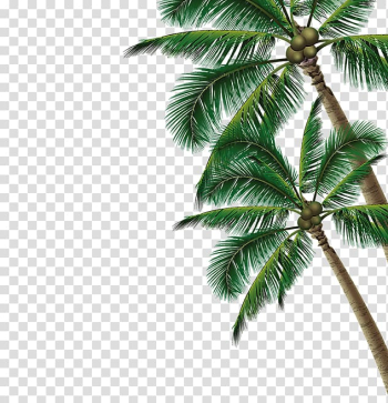 Green coconut tree , Summer Poster Beach, coconut tree transparent background PNG clipart