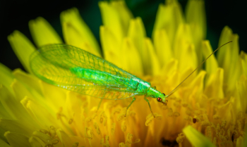 Green Dobsonfly Perched on Yellow Flower Green Dobsonfly Perched on Yellow Flower
