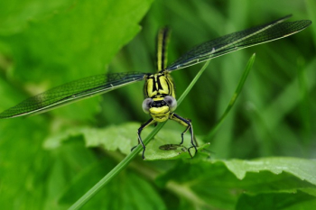 Green Dragon Fly Green Dragon Fly