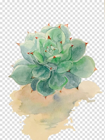 Green Echeveria succulent plant illustration, Succulent plant Watercolor painting Drawing, succulent plants transparent background PNG clipart
