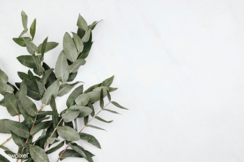 Green eucalyptus leaves | Free stock photo - 592702 Green eucalyptus leaves | Free stock photo - 592702