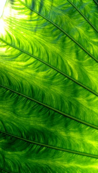green feathers green feathers