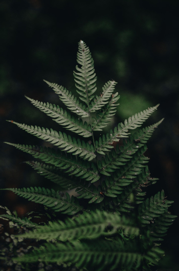 Green Fern Leaves in Close Up Photography Green Fern Leaves in Close Up Photography