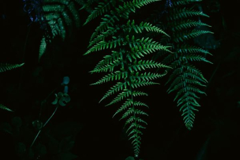 green fern plant green fern plant