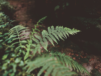 Green Fern Plant Close-up Photography Green Fern Plant Close-up Photography
