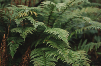Green Fern Plant in Close-Up Photography Green Fern Plant in Close-Up Photography