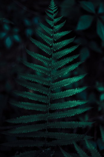Green Fern Plant in Close Up Photography Green Fern Plant in Close Up Photography