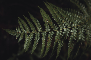 Green Fern Plant Leaves in Close-up Photo Green Fern Plant Leaves in Close-up Photo