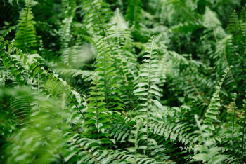 green ferns close up photography green ferns close up photography