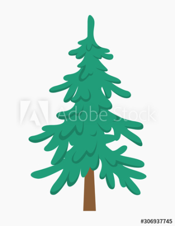 Green fir for christmas and new year celebration Green fir for christmas and new year celebration