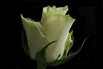 Green Flower Green Flower
