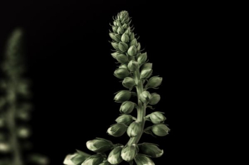 green flower bud green flower bud