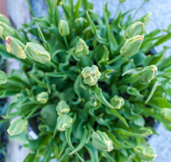 Green Flower Bud Lot Green Flower Bud Lot