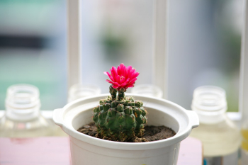 Green Flowering Cactus Potted Plant Green Flowering Cactus Potted Plant
