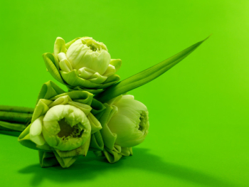 Green Flowers Green Flowers