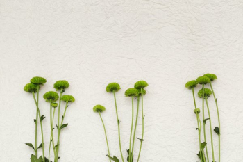 Green Flowers On White Texture Green Flowers On White Texture