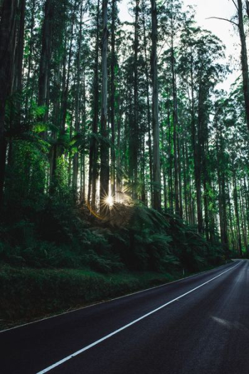 green forest during sunrise green forest during sunrise