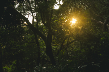 Green Forest Tree Green Forest Tree