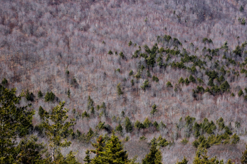 Green Forest Trees Painting