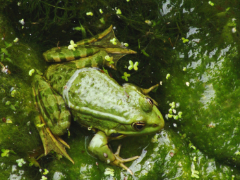 Green Frog Green Frog