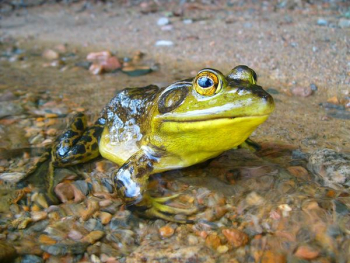 green frog green frog