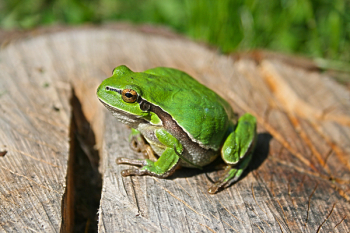 Green frog Green frog