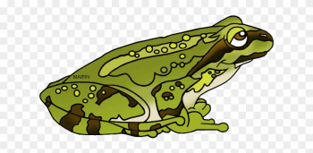 Green Frog Clipart Amphibian - Pacific Tree Frog Clipart Green Frog Clipart Amphibian - Pacific Tree Frog Clipart